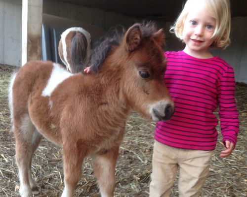 Mini Pony streicheln