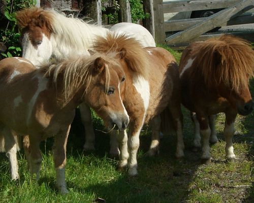 Ponys