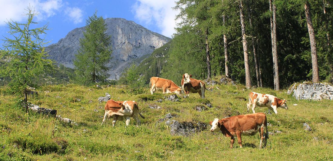 Kühe auf der Almwiese