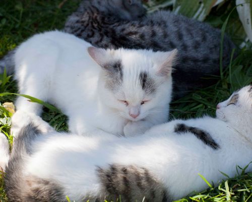 Baby Katzen