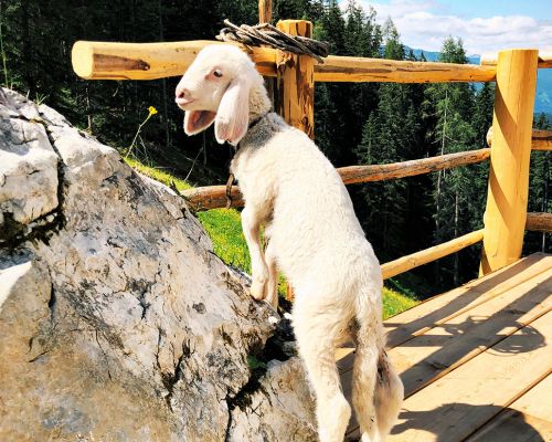 animals on the Lärchbodenalm, lamp