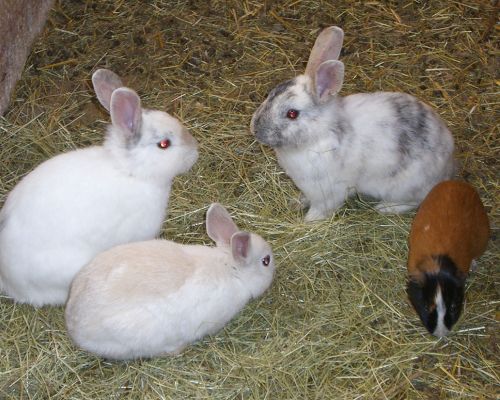 Tiere am Bauernhof, Hasen