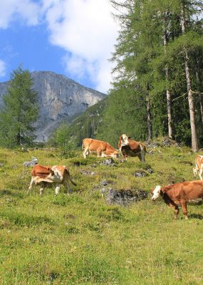 Kühe auf der Almwiese