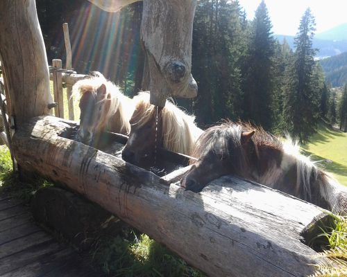 Ponies at the fountain on the Lärchbodenalm