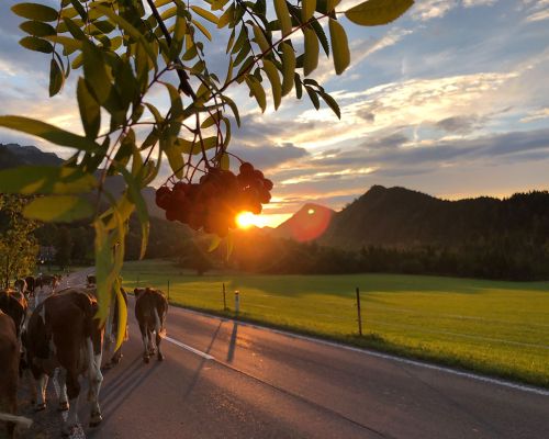 cows