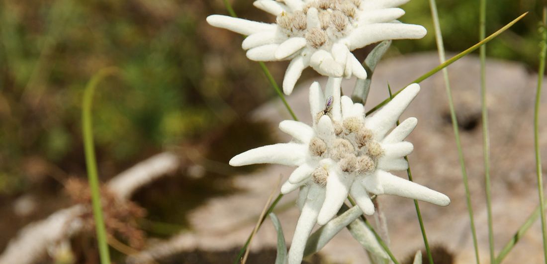 Edelweiss Ramsau