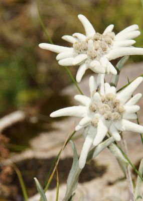 Edelweiss Ramsau